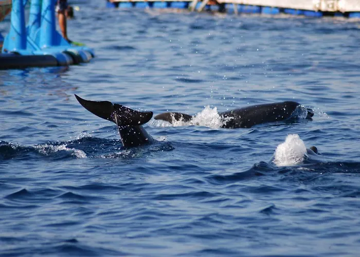 ホテル Campomoro *